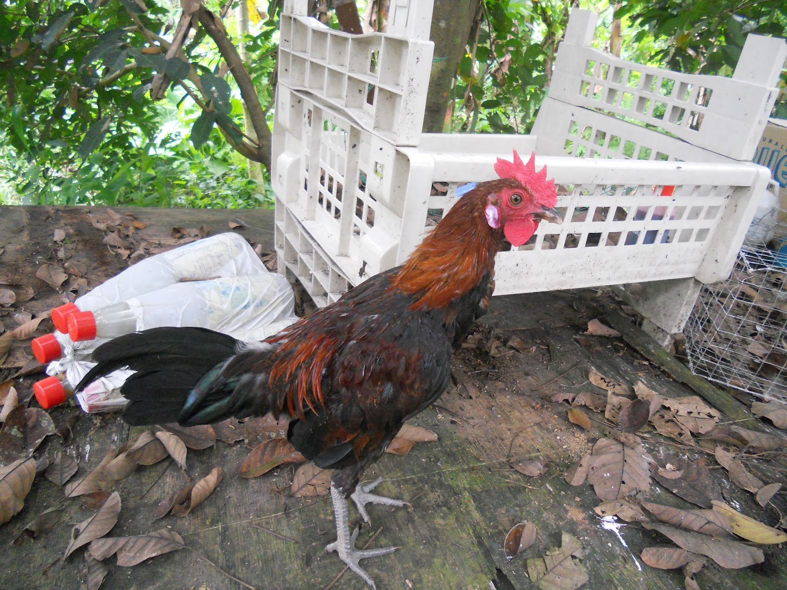 PEMINAT AYAM  AYAM  HUTAN  NAK JUAL